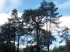 Litjsetera 1999